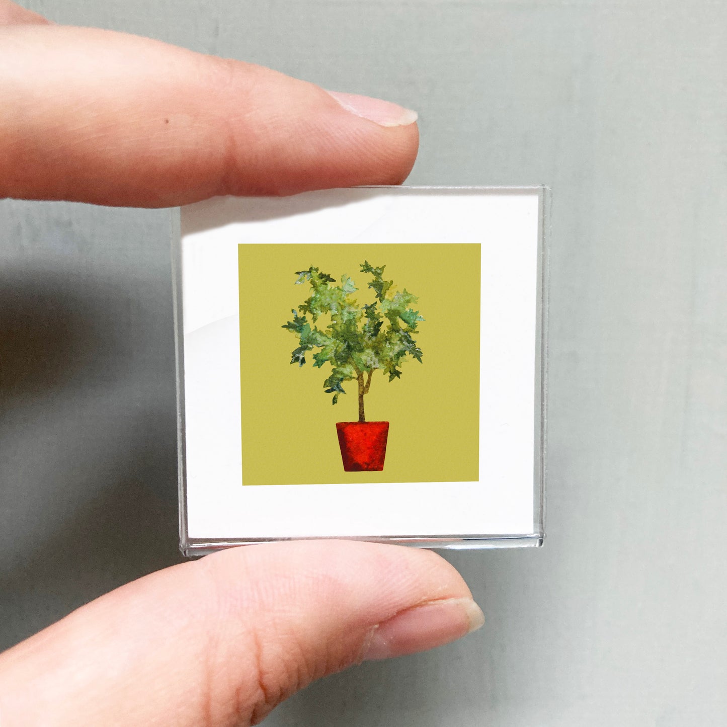 Mini 1" Ficus Houseplant, Benjamin Fig Watercolor Print
