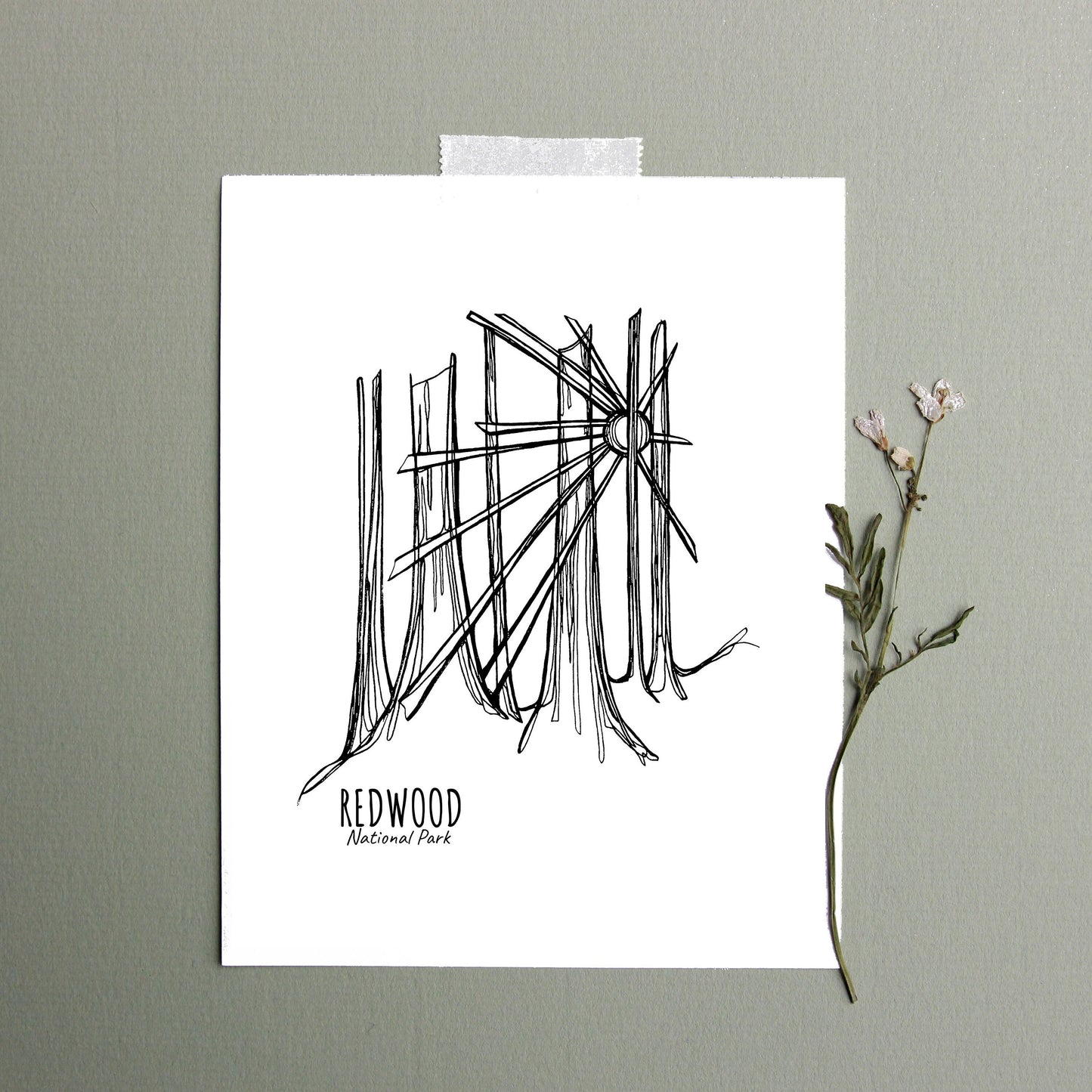 Redwood National Park, California Continuous Line Print