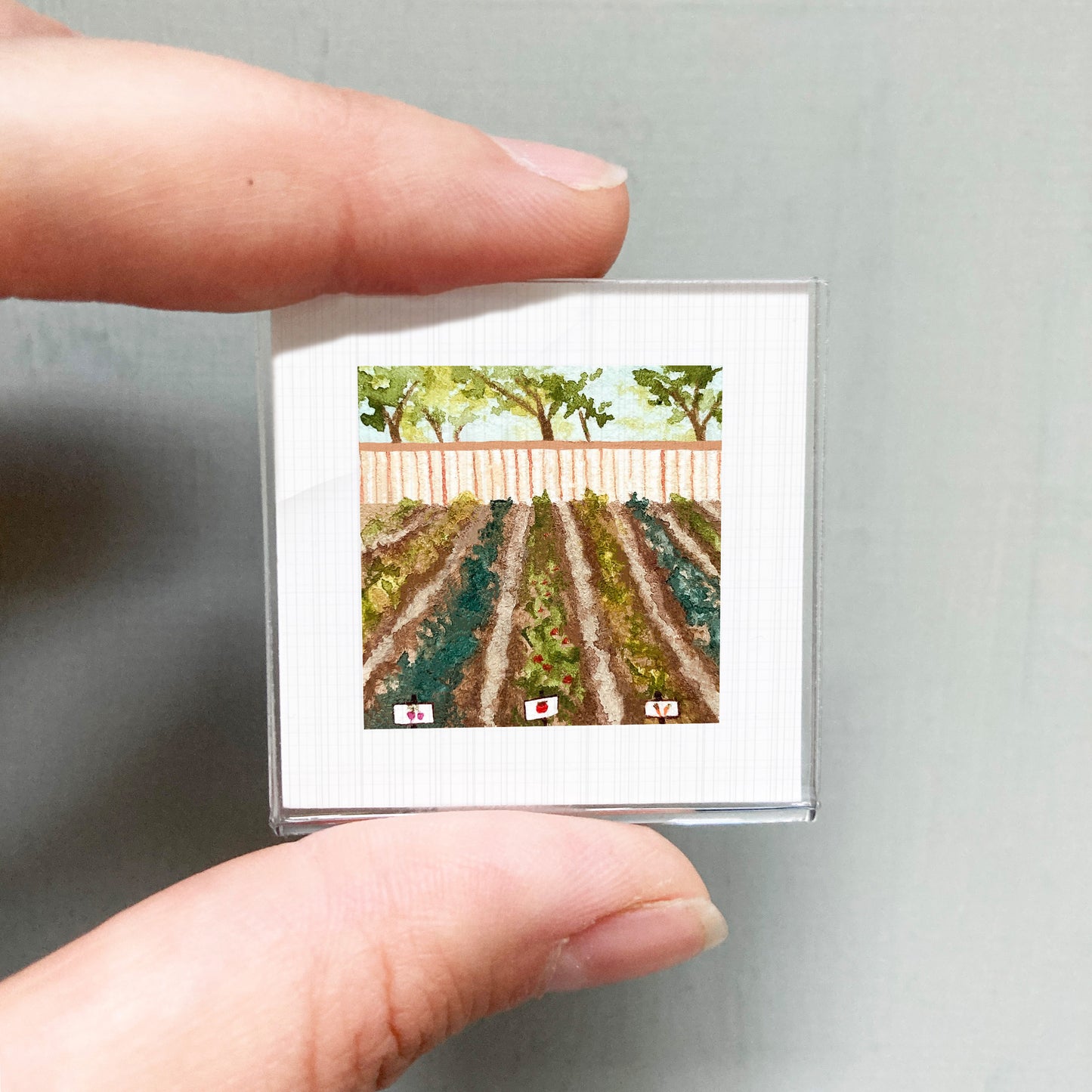 A person's hand holding a small square picture depicting a garden with rows of plants.