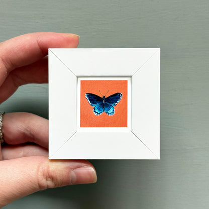 A hand is holding a small white frame containing a vibrant, detailed image of a blue butterfly.