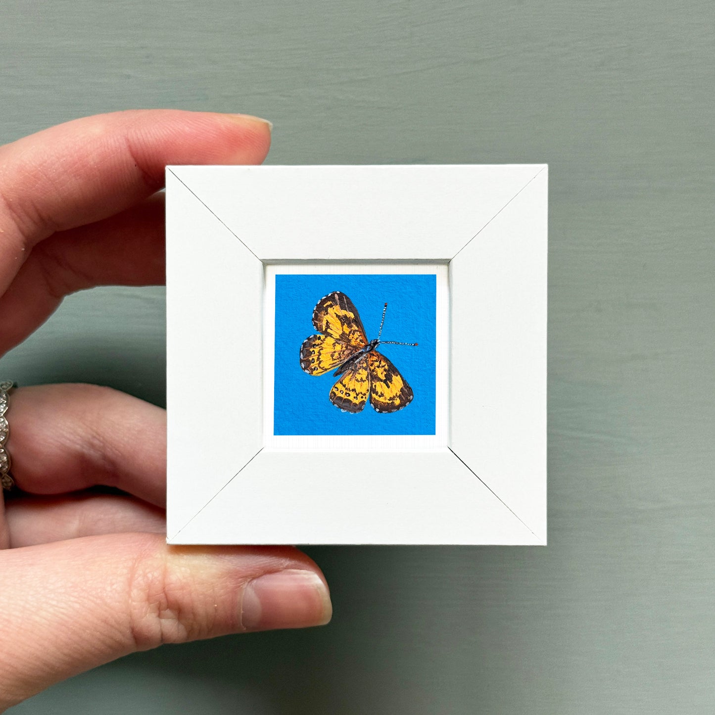 A hand is holding a small white frame containing a vibrant, detailed image of a butterfly against a blue background.