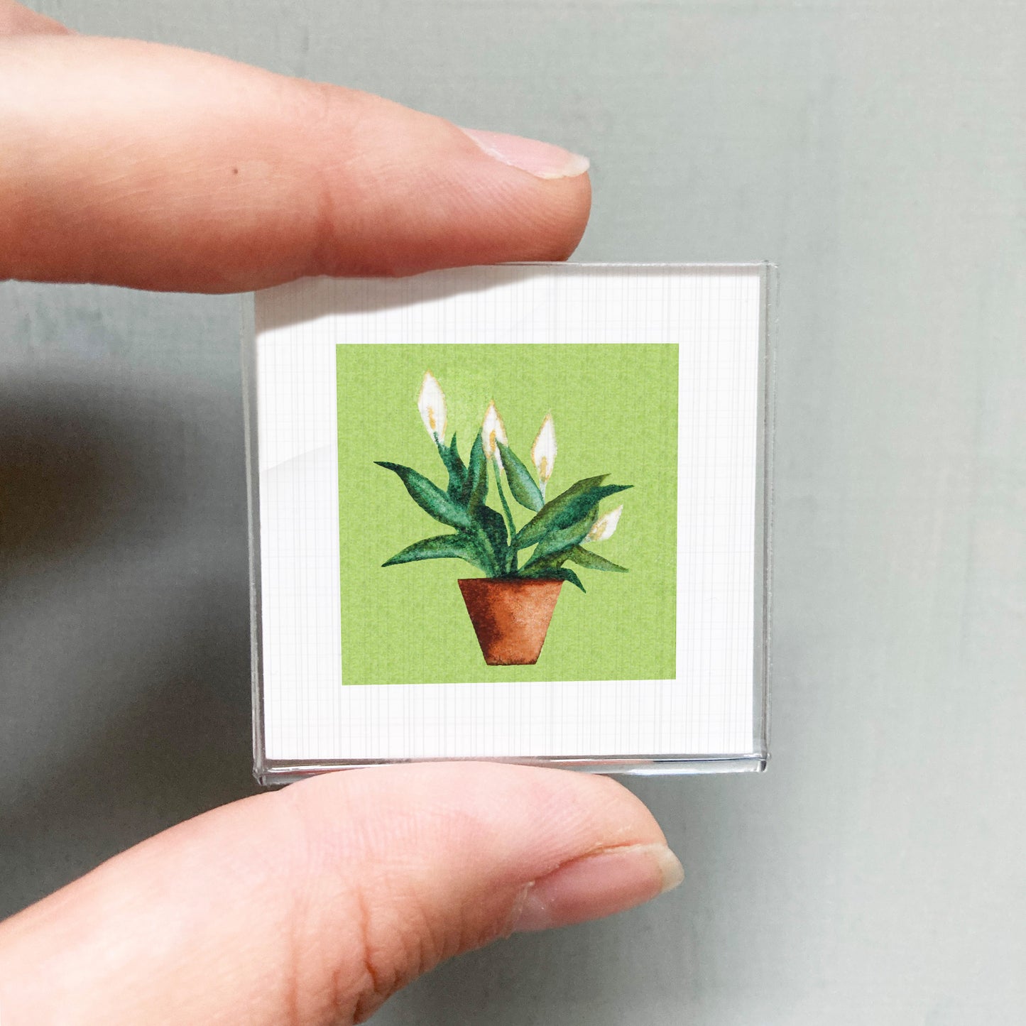 A person's hand holding a small square picture of a potted plant with white flowers against a green background.