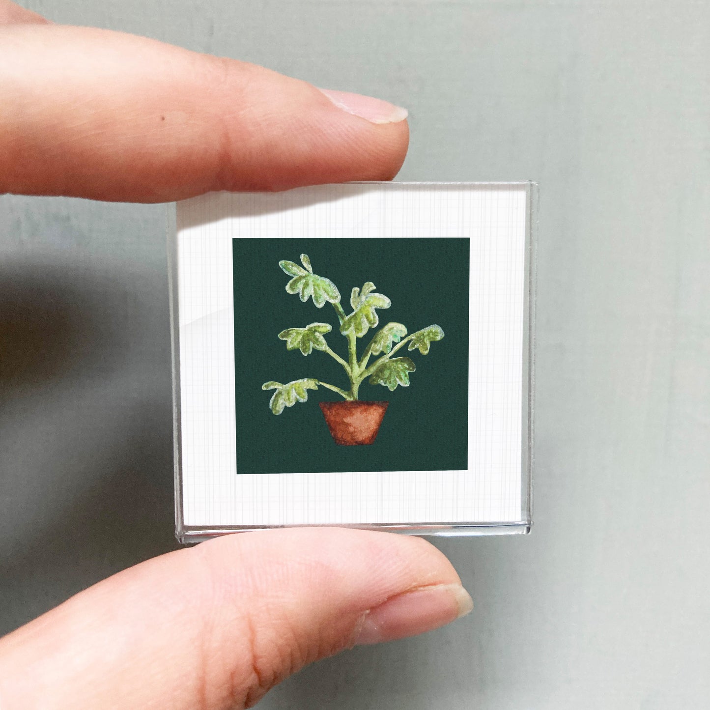 A person's hand holding a small square picture of a potted plant with green leaves.