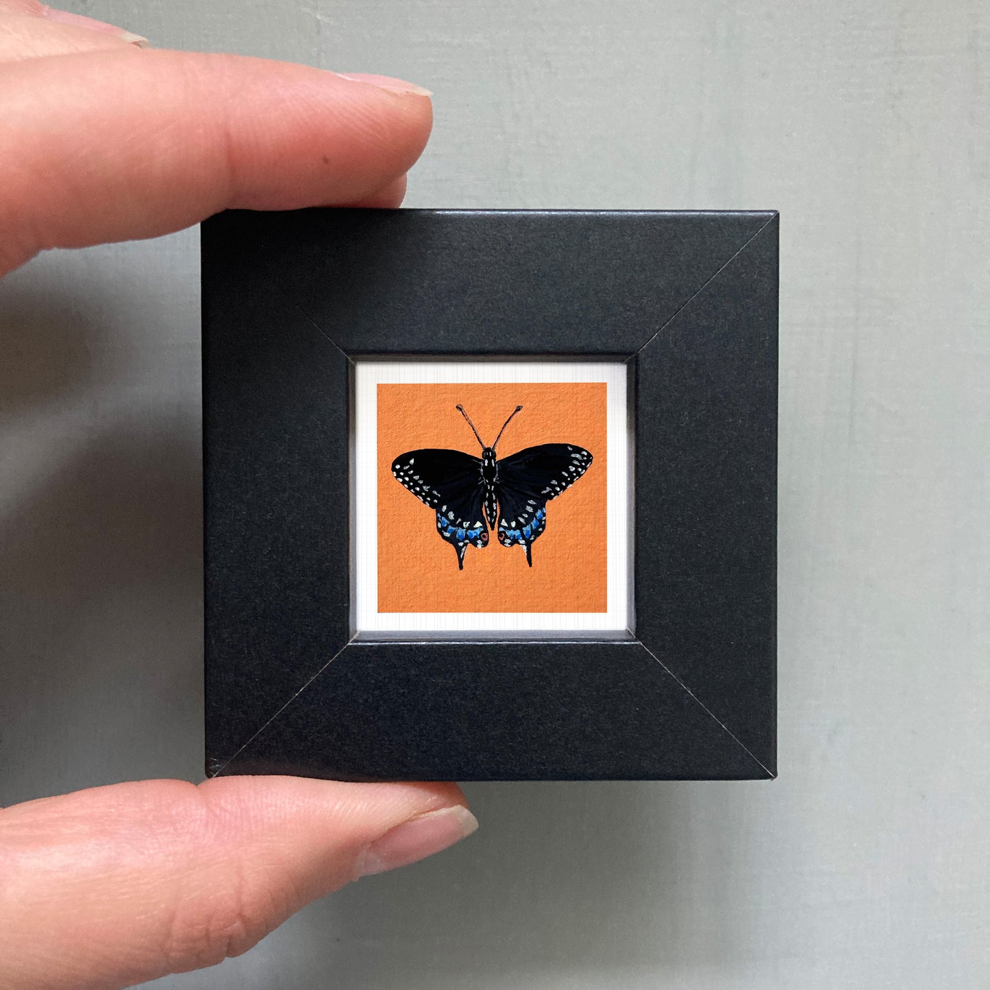 A person's hand is holding a small black square frame containing a vibrant orange butterfly with blue markings.
