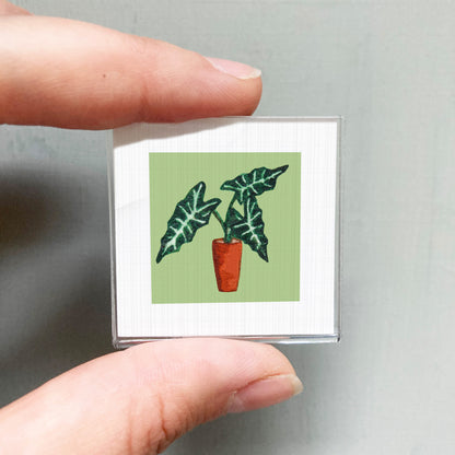 A person's hand holding a small square picture of a potted plant with green leaves.