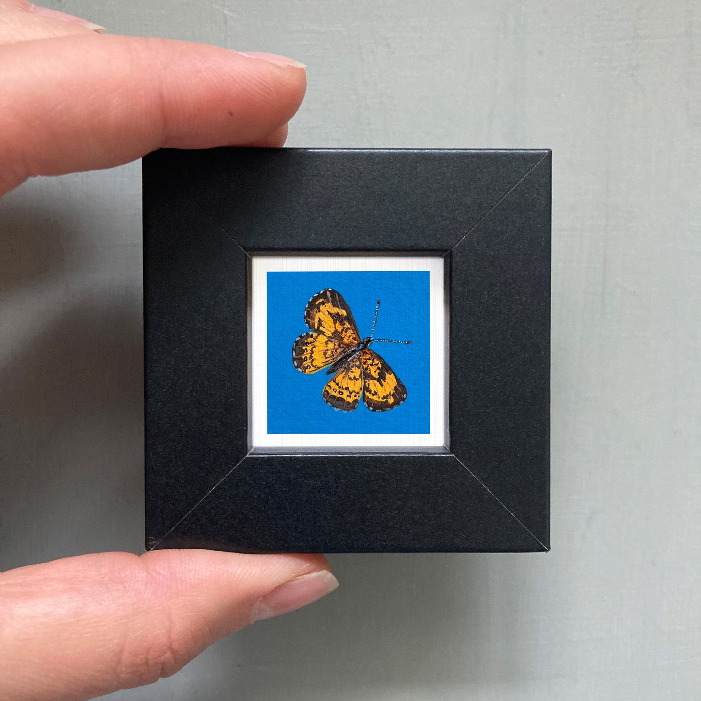 A person's hand is holding a small black square frame containing a vibrant, detailed image of a butterfly against a blue background.