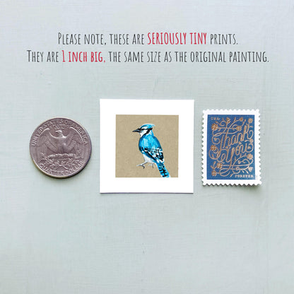 Mini 1" Blue Jay Bird Print Tiny Gouache Art PRINT